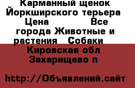 Карманный щенок Йоркширского терьера › Цена ­ 30 000 - Все города Животные и растения » Собаки   . Кировская обл.,Захарищево п.